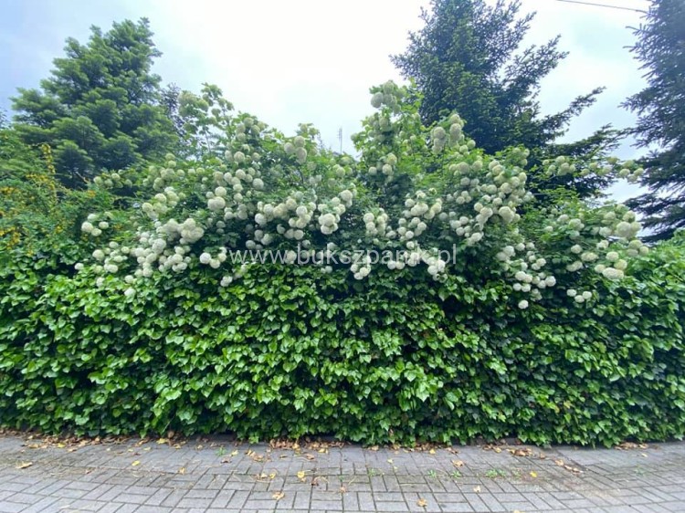 Kalina koralowa ROSEUM- Viburnum opulus C3
