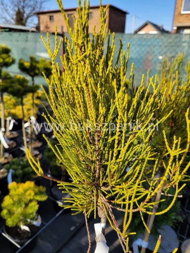 Żywotnik wschodni FRANKY BOY- Thuja occidentalis