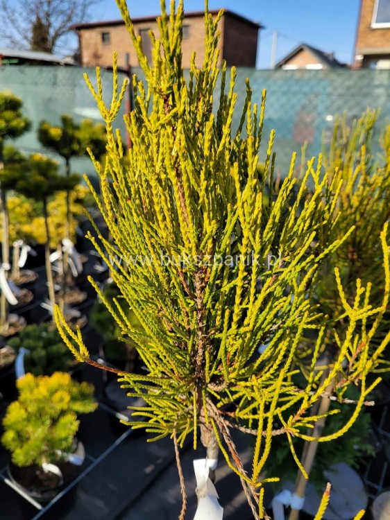 Żywotnik wschodni FRANKY BOY- Thuja occidentalis