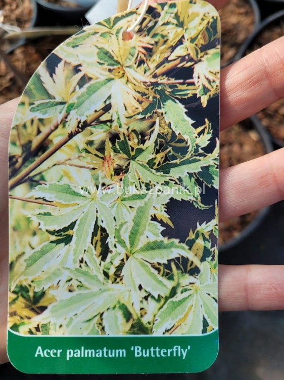 Klon palmowy BUTTERFLY - Acer palmatum , 140cm