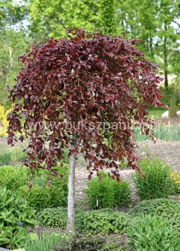 Purpurea Pendula.JPG