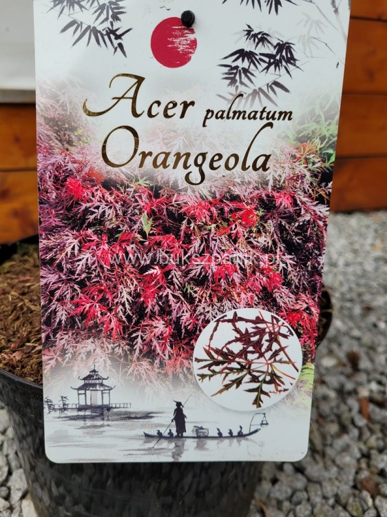 Klon palmowy 'Orangeola'- Acer palmatum PA70 Ob 8-10cm (