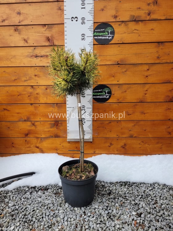 Sosna gęstokwiatowa Oculus Draconis-Pinus densiflora na pniu 90cm