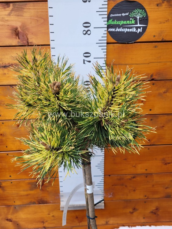 Sosna gęstokwiatowa Oculus Draconis-Pinus densiflora na pniu 90cm