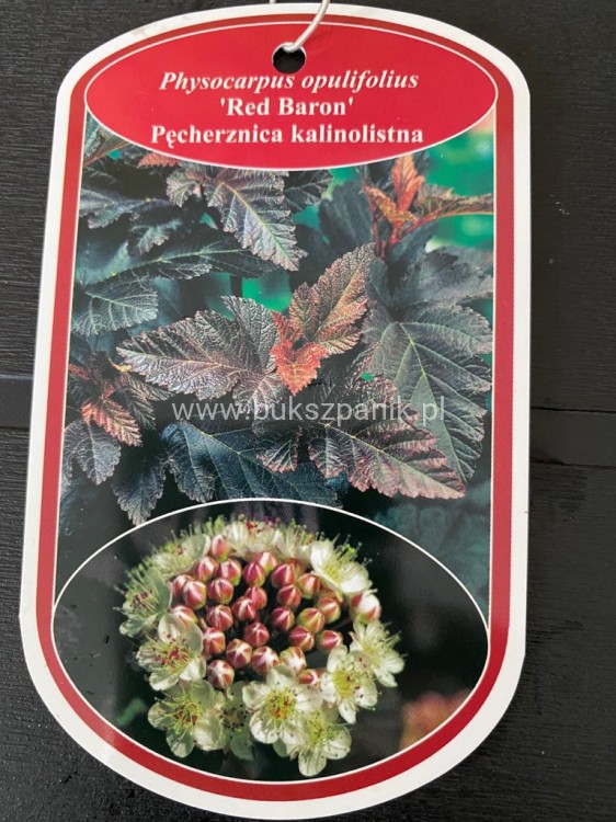 Pęcherznica kalinolistna Red Baron Physocarpus opulifolius C2l (