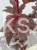 Pęcherznica kalinolistna 'Diabolo'-Physocarpus opulifolius