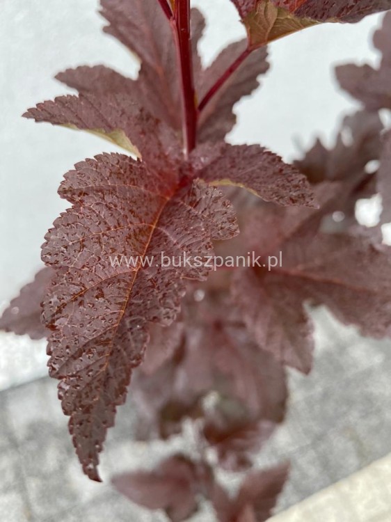 Pęcherznica kalinolistna 'Diabolo'-Physocarpus opulifolius