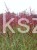 Miskant chiński - Rotfuchs - Miscanthus sinensis c5l