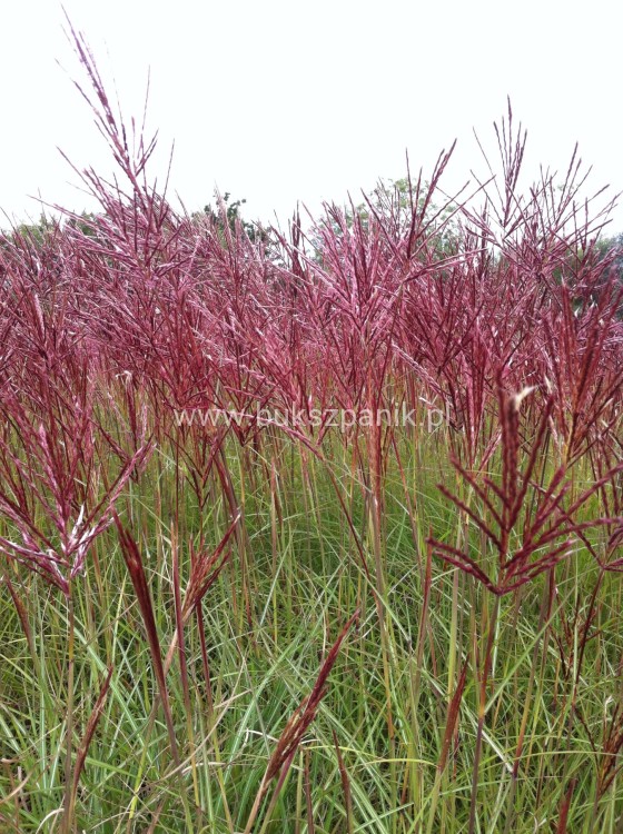 Miskant chiński - Rotfuchs - Miscanthus sinensis c5l