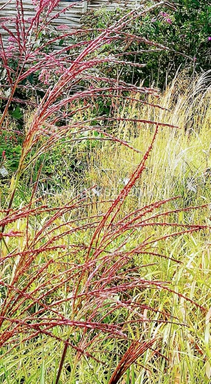 Miskant chiński - Rotfuchs - Miscanthus sinensis c5l