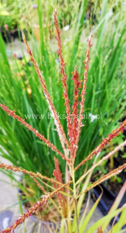 Miskant chiński - Rotfuchs - Miscanthus sinensis c5l