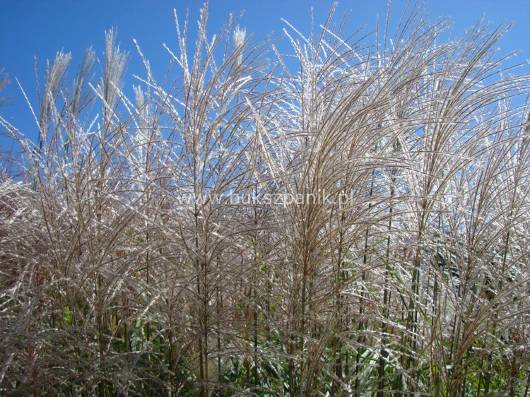 Miskant chińśki BLUTENWÜNDER - Miscanthus sinensis