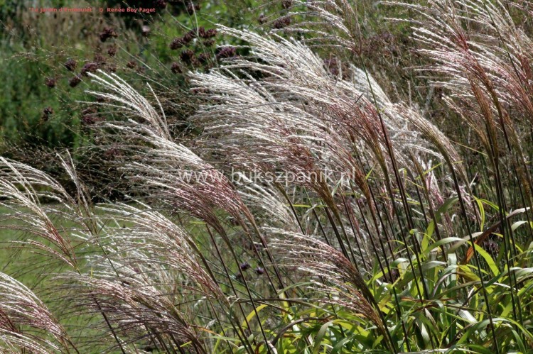 Miskant chińśki BLUTENWÜNDER - Miscanthus sinensis