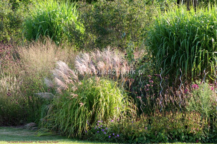Miskant chińśki BLUTENWÜNDER - Miscanthus sinensis C10l