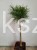 Sosna kosodrzewina VARELLA- Pinus Mugo na pniu PA50cm