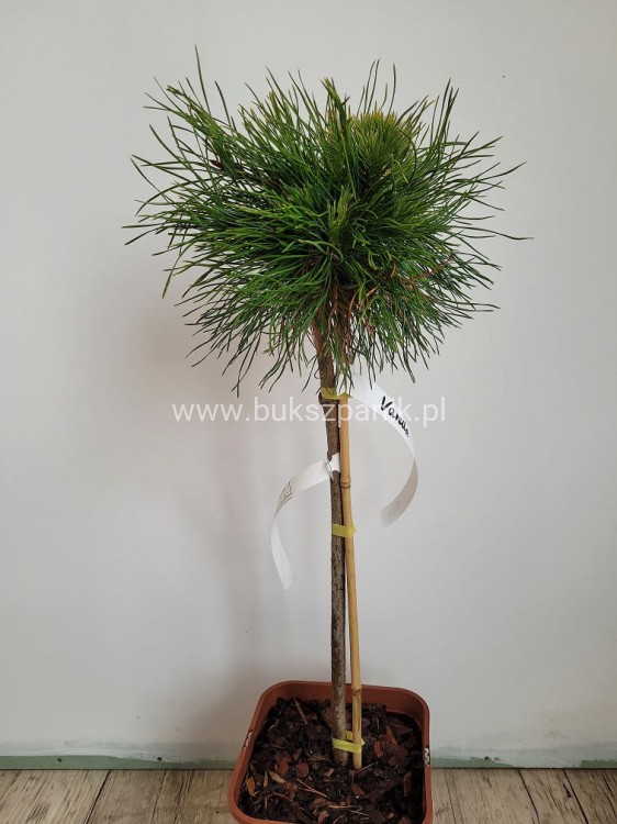 Sosna kosodrzewina VARELLA- Pinus Mugo na pniu PA50cm