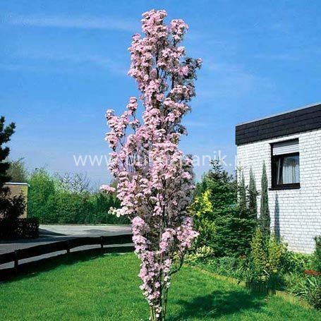 prunus 2.jpg
