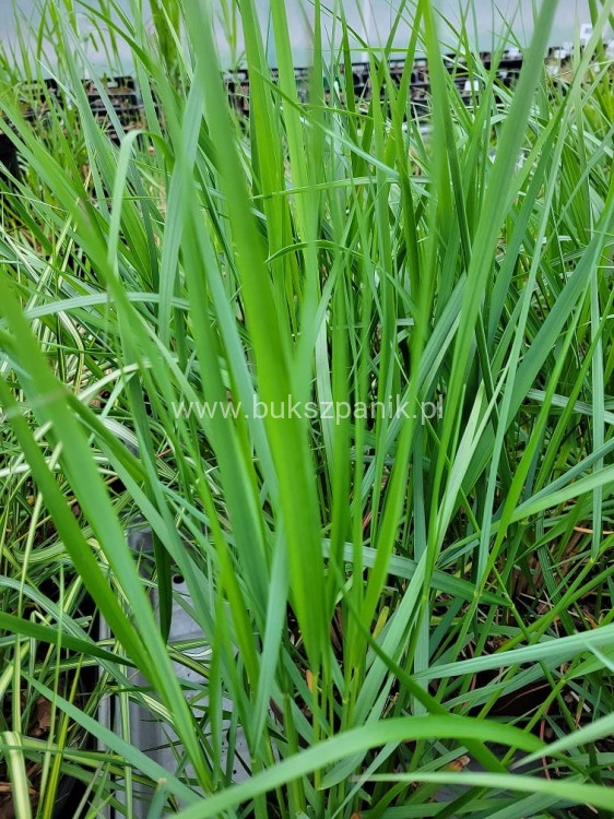 Trzcinnik ostrokwiatowy 'Avalanche'- Calamagrostis ×acutiflora