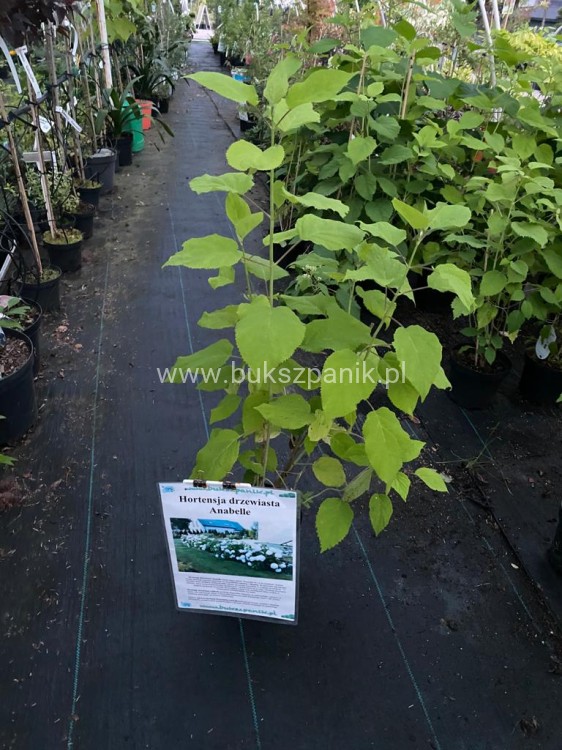 Hortensja krzewiasta " ANNABELLE"- Hydrangea arborescens