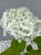 Hortensja krzewiasta " ANNABELLE"- Hydrangea arborescens