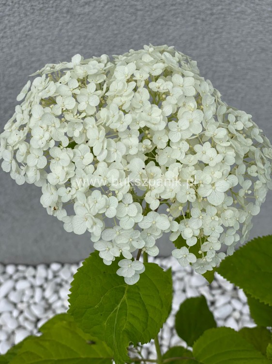 Hortensja krzewiasta " ANNABELLE"- Hydrangea arborescens
