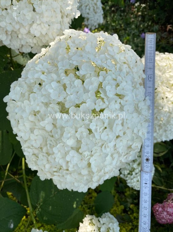 Hortensja krzewiasta " ANNABELLE"- Hydrangea arborescens