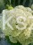 Hortensja krzewiasta " ANNABELLE"- Hydrangea arborescens