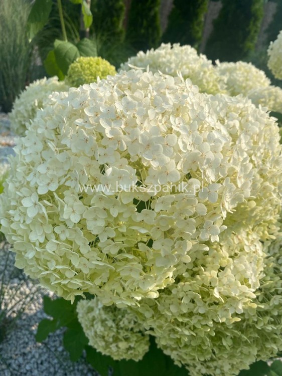 Hortensja krzewiasta " ANNABELLE"- Hydrangea arborescens