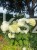 Hortensja krzewiasta " ANNABELLE"- Hydrangea arborescens