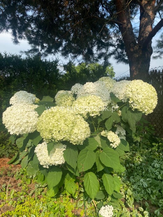 Hortensja krzewiasta " ANNABELLE"- Hydrangea arborescens