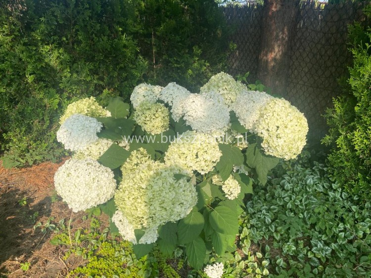 Hortensja krzewiasta " ANNABELLE"- Hydrangea arborescens