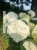 Hortensja krzewiasta " ANNABELLE"- Hydrangea arborescens