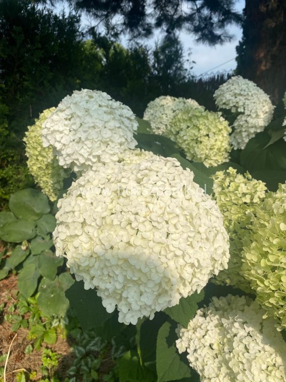 Hortensja krzewiasta " ANNABELLE"- Hydrangea arborescens