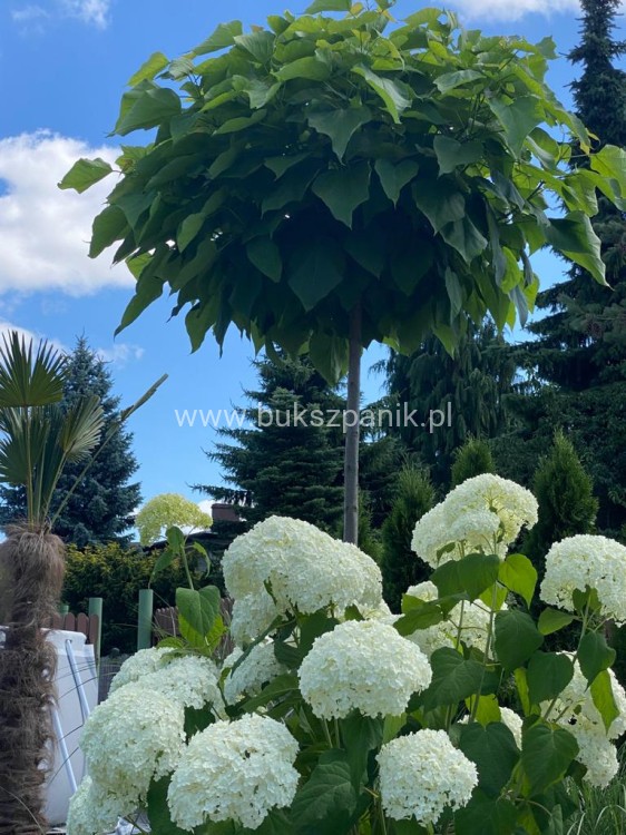 Hortensja krzewiasta " ANNABELLE"- Hydrangea arborescens