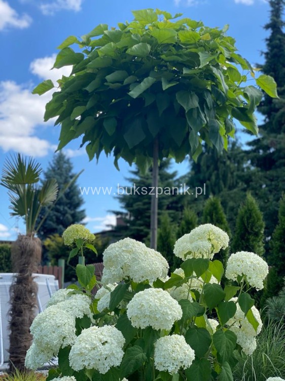 Hortensja krzewiasta " ANNABELLE"- Hydrangea arborescens