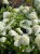 Hortensja krzewiasta " ANNABELLE"- Hydrangea arborescens