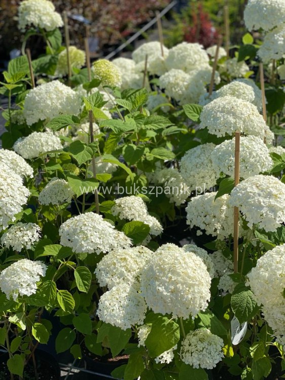Hortensja krzewiasta " ANNABELLE"- Hydrangea arborescens