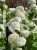 Hortensja krzewiasta " ANNABELLE"- Hydrangea arborescens