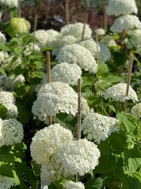 Hortensja krzewiasta " ANNABELLE"- Hydrangea arborescens