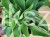 Hosta Blue Cadet Funkia