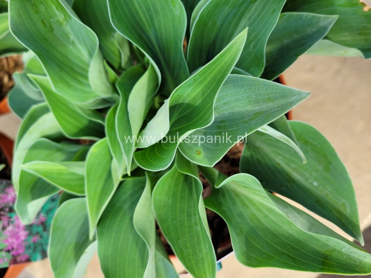 Hosta Blue Cadet Funkia