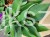Hosta Blue Cadet Funkia