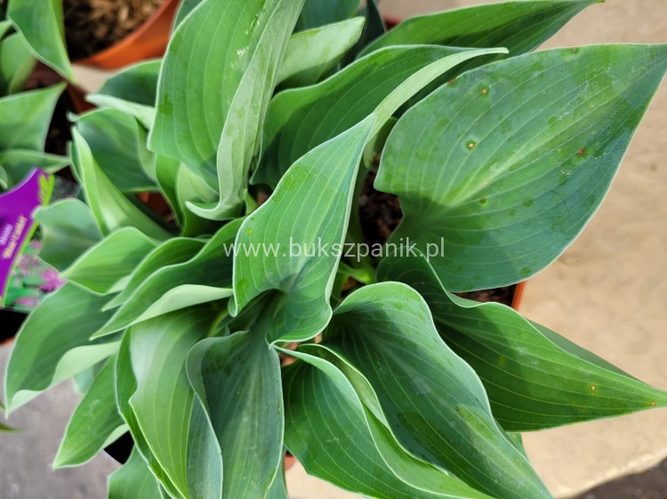 Hosta Blue Cadet Funkia