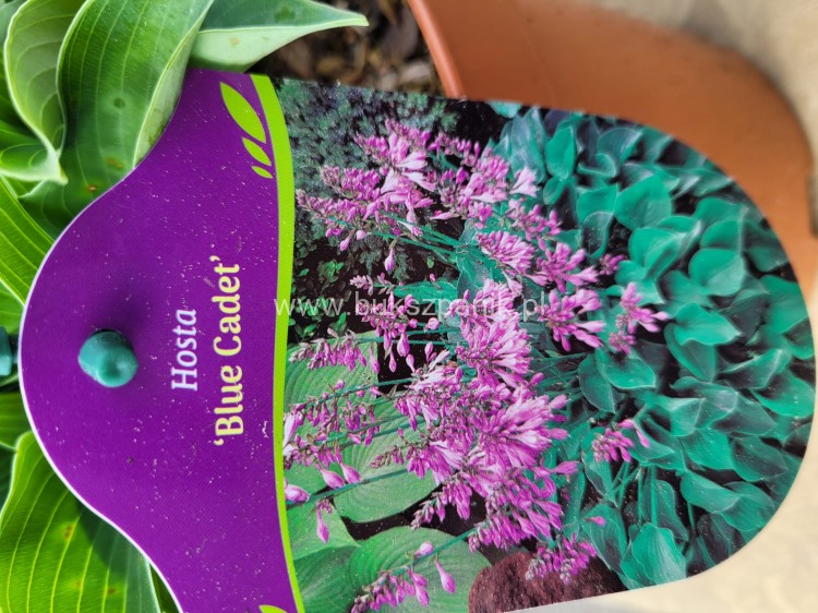 Hosta Blue Cadet Funkia