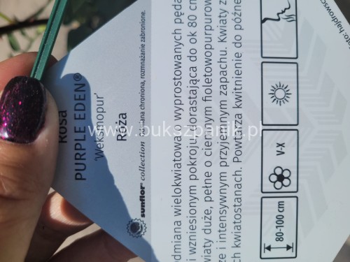 Róża PURPLE EDEN 'Weksmopur'