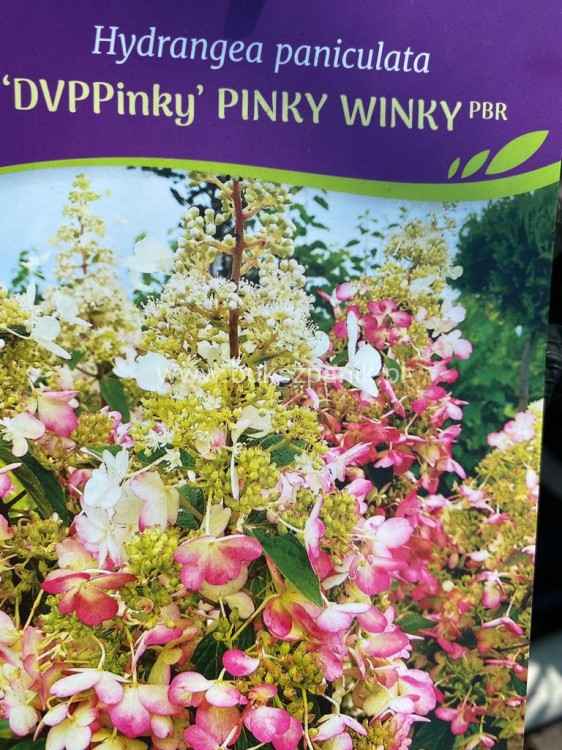 hortensja bukietowa PINKY WINKY 'DVPPinky'-Hydrangea paniculata C7,5l