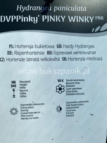 hortensja bukietowa PINKY WINKY 'DVPPinky'-Hydrangea paniculata C7,5l