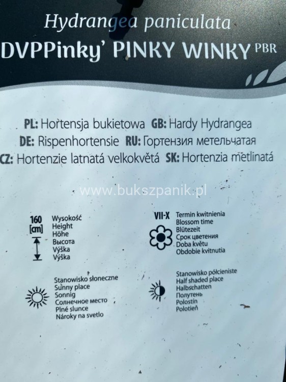 hortensja bukietowa PINKY WINKY 'DVPPinky'-Hydrangea paniculata C7,5l