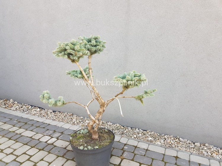 Świerk kłujący Białobok- Picea pungens - formowany BONSAI