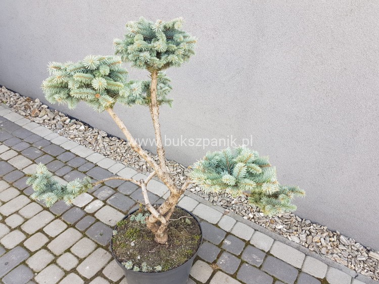 Świerk kłujący Białobok- Picea pungens - formowany BONSAI